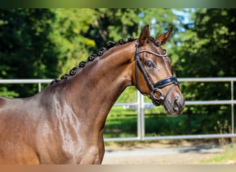 Oldenburg, Mare, 3 years, 16 hh, Brown