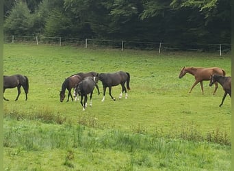 Oldenburg, Mare, 3 years, 16 hh, Brown