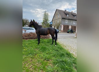 Oldenburg, Mare, 3 years, 16 hh, Brown