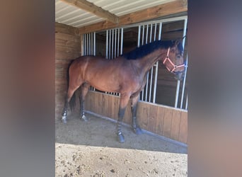 Oldenburg, Mare, 3 years, 16 hh, Brown-Light