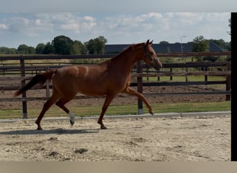 Oldenburg, Mare, 3 years, 16 hh, Chestnut