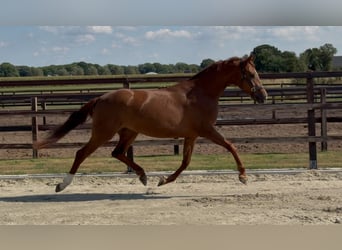Oldenburg, Mare, 3 years, 16 hh, Chestnut