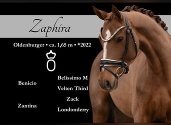 Oldenburg, Mare, 3 years, 16 hh, Chestnut