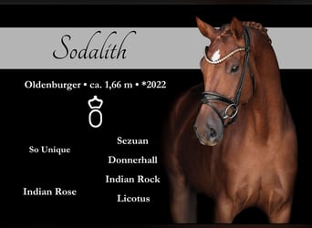 Oldenburg, Mare, 3 years, 16 hh, Chestnut-Red