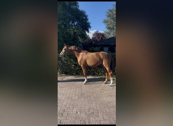 Oldenburg, Mare, 3 years, 16 hh, Chestnut-Red