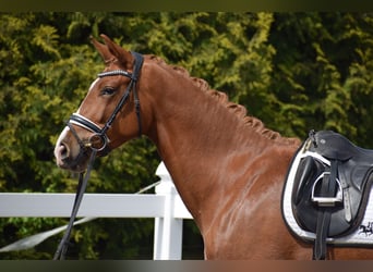 Oldenburg, Mare, 3 years, 16 hh, Chestnut-Red