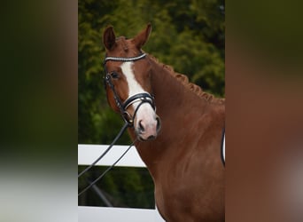 Oldenburg, Mare, 3 years, 16 hh, Chestnut-Red