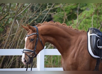 Oldenburg, Mare, 3 years, 16 hh, Chestnut-Red