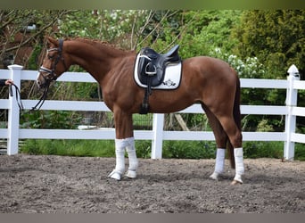 Oldenburg, Mare, 3 years, 16 hh, Chestnut-Red