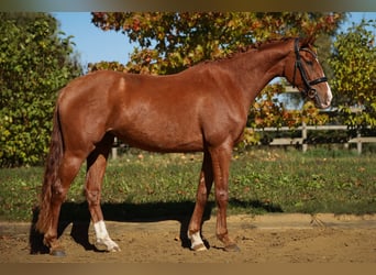 Oldenburg, Mare, 3 years, 16 hh, Chestnut-Red