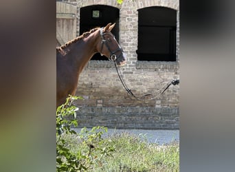 Oldenburg, Mare, 3 years, 16 hh, Chestnut-Red