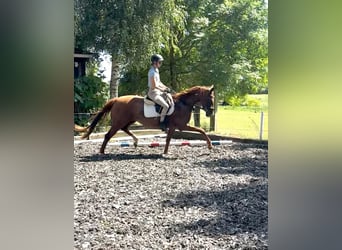 Oldenburg, Mare, 3 years, 16 hh, Chestnut-Red