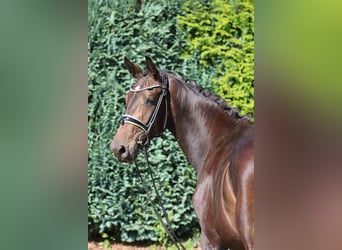 Oldenburg, Mare, 3 years, 16,1 hh, Bay-Dark