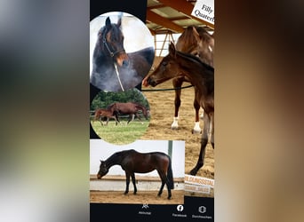 Oldenburg, Mare, 3 years, 16,1 hh, Bay-Dark