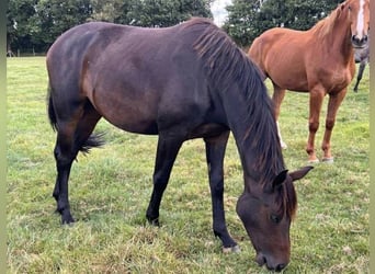 Oldenburg, Mare, 3 years, 16,1 hh, Bay-Dark