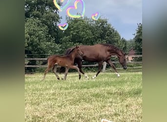 Oldenburg, Mare, 3 years, 16,1 hh, Bay-Dark