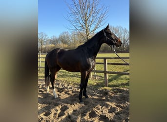 Oldenburg, Mare, 3 years, 16,1 hh, Bay-Dark