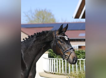 Oldenburg, Mare, 3 years, 16,1 hh, Bay-Dark