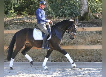 Oldenburg, Mare, 3 years, 16,1 hh, Bay-Dark