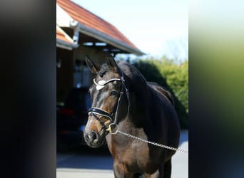Oldenburg, Mare, 3 years, 16,1 hh, Bay-Dark