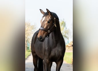 Oldenburg, Mare, 3 years, 16,1 hh, Bay-Dark