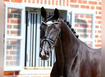 Oldenburg, Mare, 3 years, 16,1 hh, Black
