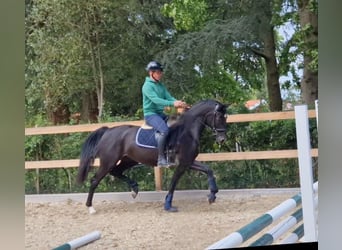 Oldenburg, Mare, 3 years, 16,1 hh, Black