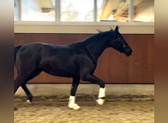 Oldenburg, Mare, 3 years, 16,1 hh, Black