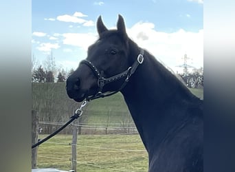 Oldenburg, Mare, 3 years, 16,1 hh, Black