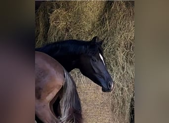 Oldenburg, Mare, 3 years, 16,1 hh, Black