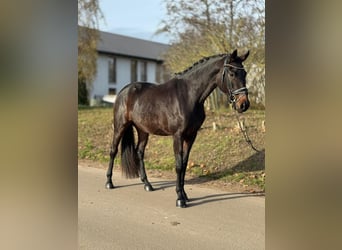 Oldenburg, Mare, 3 years, 16,1 hh, Brown