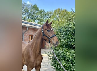 Oldenburg, Mare, 3 years, 16,1 hh, Chestnut