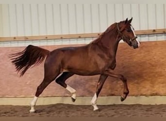 Oldenburg, Mare, 3 years, 16,1 hh, Chestnut-Red