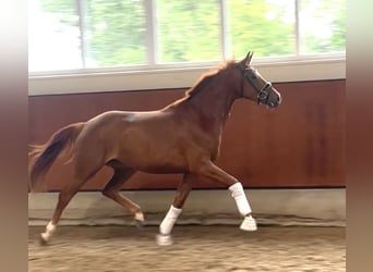 Oldenburg, Mare, 3 years, 16,1 hh, Chestnut-Red