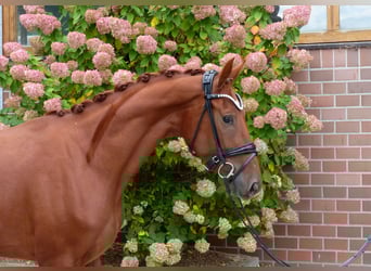 Oldenburg, Mare, 3 years, 16,1 hh, Chestnut-Red