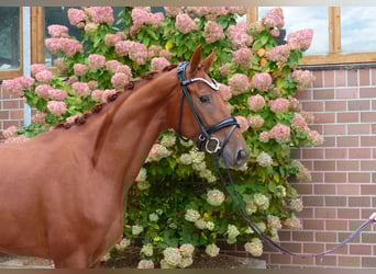 Oldenburg, Mare, 3 years, 16,1 hh, Chestnut-Red