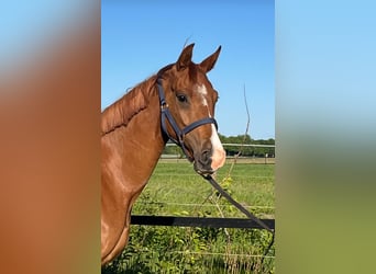 Oldenburg, Mare, 3 years, 16,1 hh, Chestnut-Red