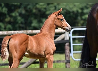 Oldenburg, Mare, 3 years, 16,1 hh, Chestnut-Red