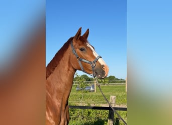 Oldenburg, Mare, 3 years, 16,1 hh, Chestnut-Red