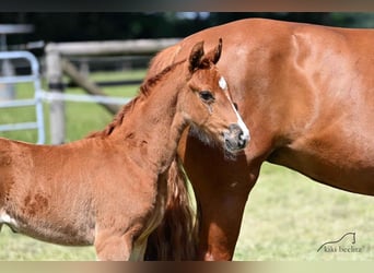 Oldenburg, Mare, 3 years, 16,1 hh, Chestnut-Red