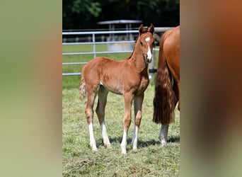 Oldenburg, Mare, 3 years, 16,1 hh, Chestnut-Red
