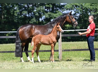 Oldenburg, Mare, 3 years, 16,1 hh, Chestnut-Red