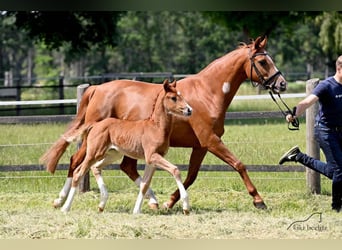 Oldenburg, Mare, 3 years, 16,1 hh, Chestnut-Red