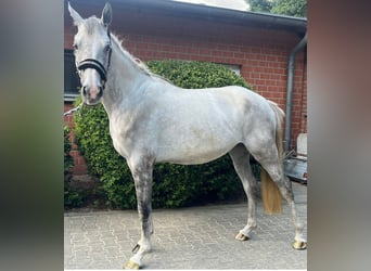 Oldenburg, Mare, 3 years, 16,1 hh, Gray