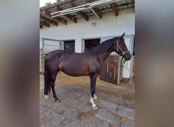 Oldenburg, Mare, 3 years, 16,1 hh, Smoky-Black