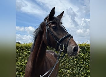 Oldenburg, Mare, 3 years, 16,1 hh, Smoky-Black