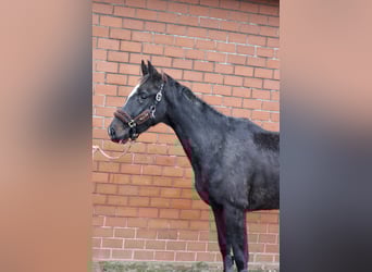 Oldenburg, Mare, 3 years, 16,2 hh, Black
