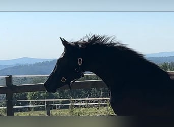 Oldenburg, Mare, 3 years, 16,2 hh, Black