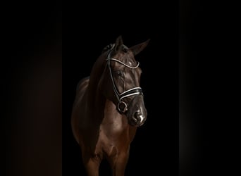 Oldenburg, Mare, 3 years, 16,2 hh, Black
