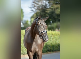 Oldenburg, Mare, 3 years, 16,2 hh, Black